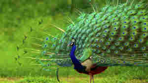 Aesthetic Evolution In The Animal World