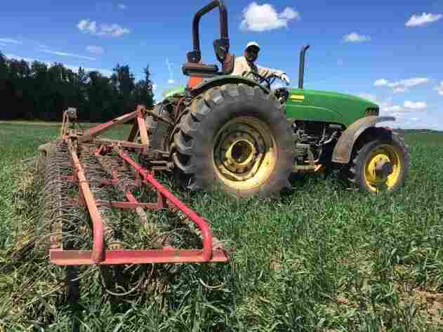 Zapping Noxious Weeds On Organic Farms Is Harder Than You Think