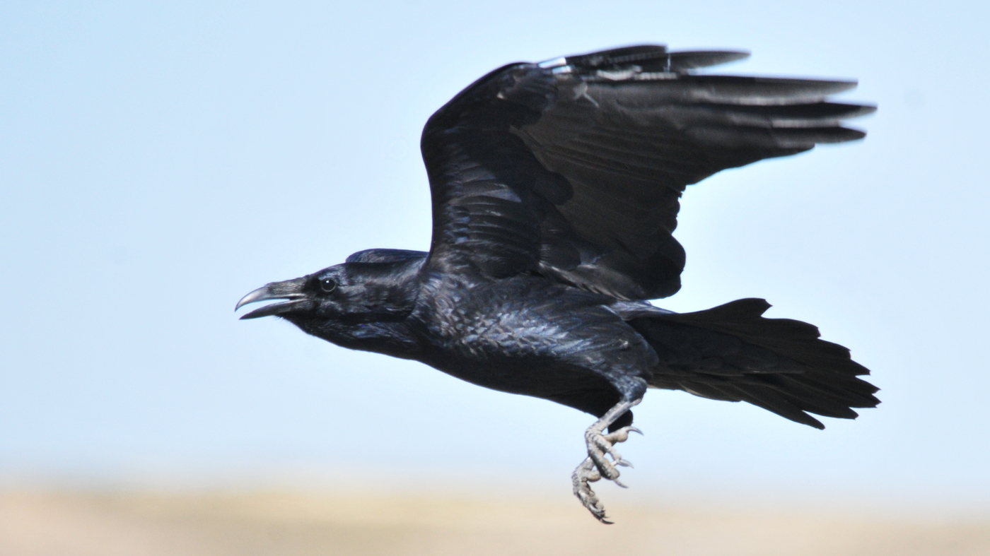 Ravens Surprise Scientists By Showing They Can Plan The Two Way