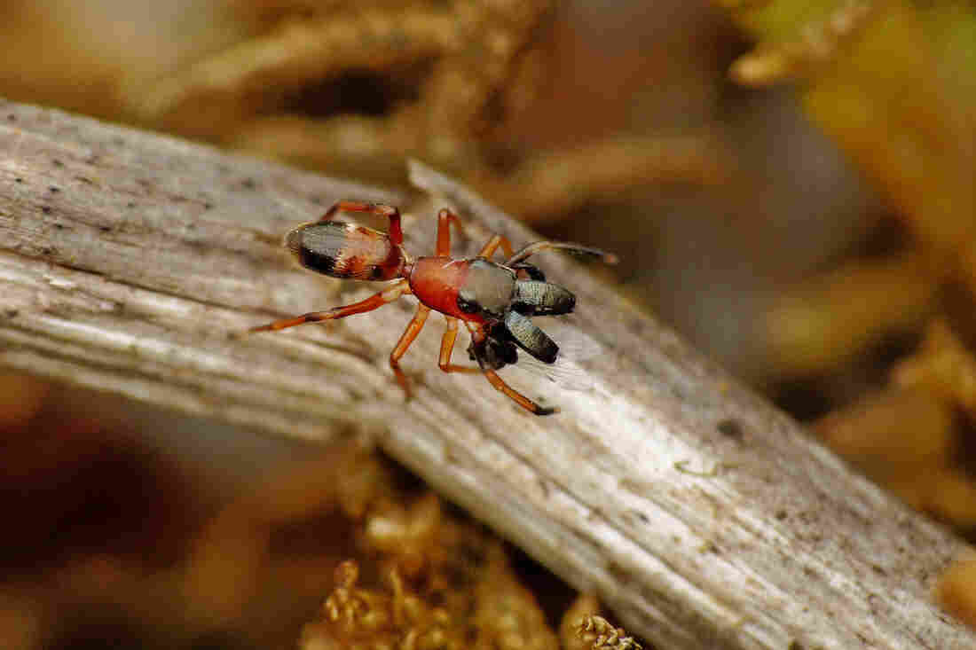 If It Walks Like An Ant, You Probably Wouldn't Eat It — Or So These Spiders Hope
