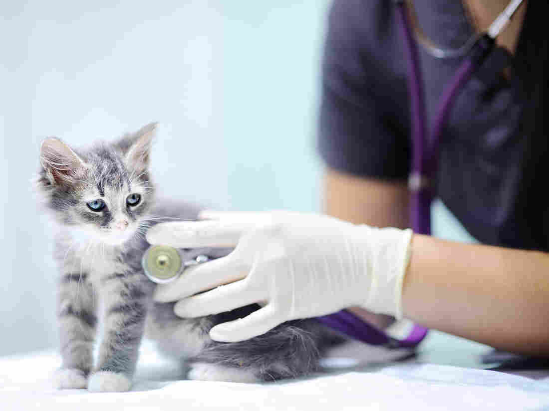 Vet visits for nervous cats and dogs may be getting easier, says Barbara J. King.