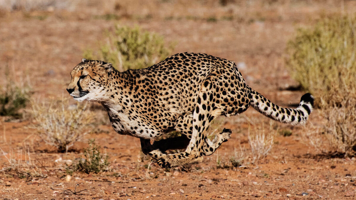 New Research Suggests Why MidSized Animals Are The Fastest The Two