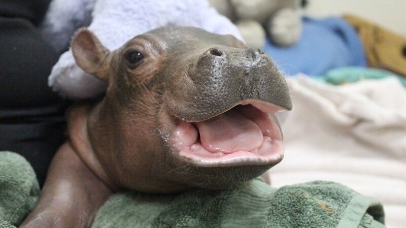 Image result for how much does a baby hippo weigh