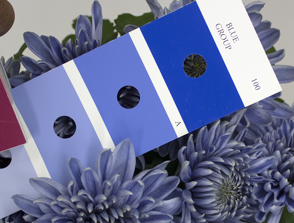 PHOTOS Japanese Scientists Turn Chrysanthemums 'True Blue' The Two