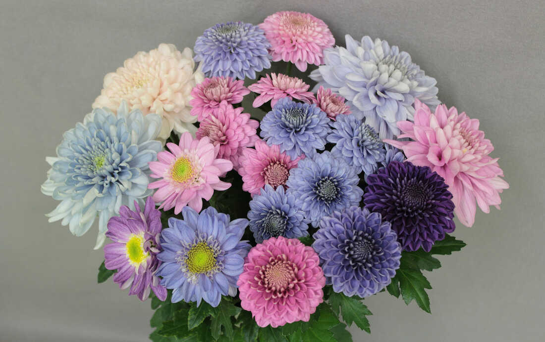 PHOTOS: Japanese Scientists Turn Chrysanthemums 'True Blue' : The