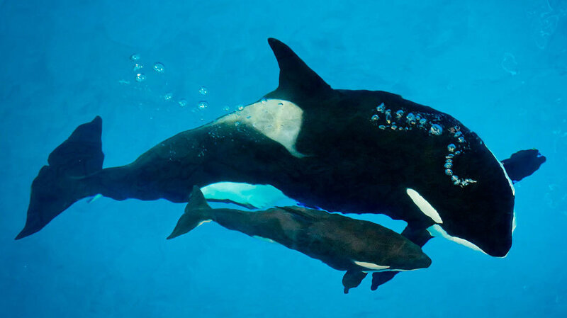 seaworld s last orca born in captivity kyara dies at just 3 months