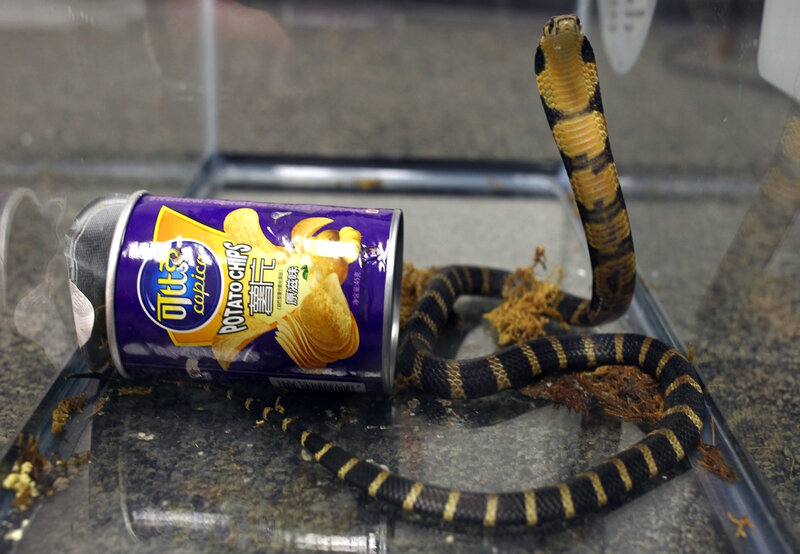 King Cobras In A Can Deadly Snakes Arrive In U S Shipped As