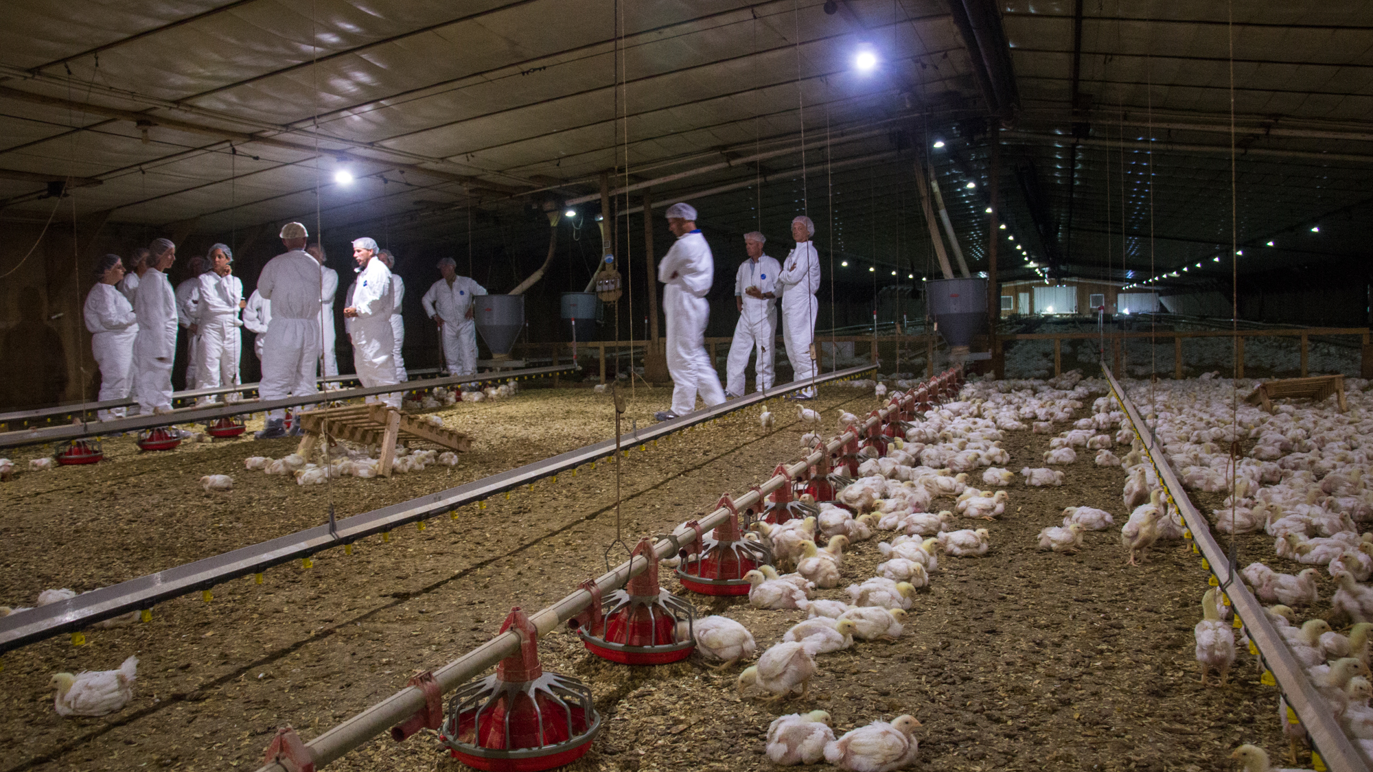 Perdue Farms Signs Up For A Chicken Welfare Revolution The Salt Npr