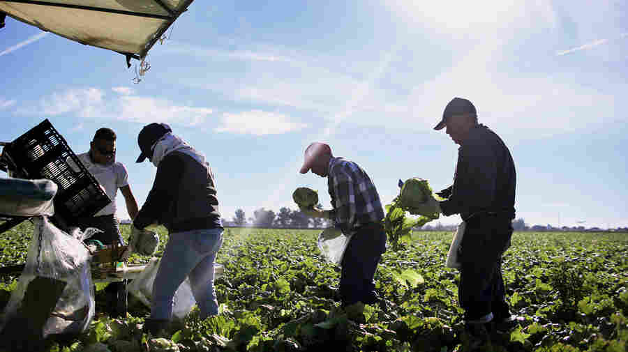 Farm-To-Table May Feel Virtuous, But It's Food Labor That's Ripe For Change