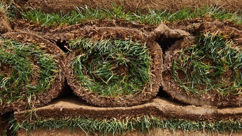Where The Grass Underfoot At New York S Festivals Comes From Record Npr - Emerald View Turf Farms Where The Grass Underfoot At New York S Festivals Comes From Record Npr - Emerald View Turf Farms