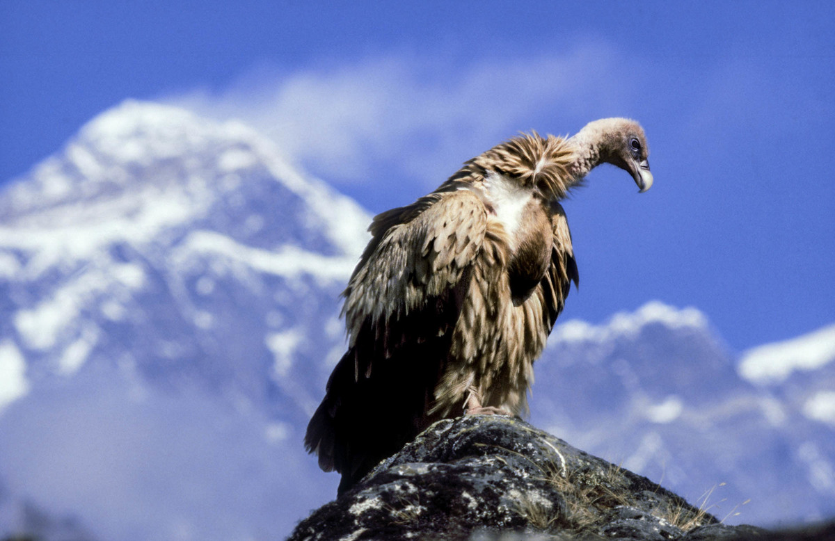 vulture-restaurants-in-nepal-are-good-for-the-endangered-birds-and