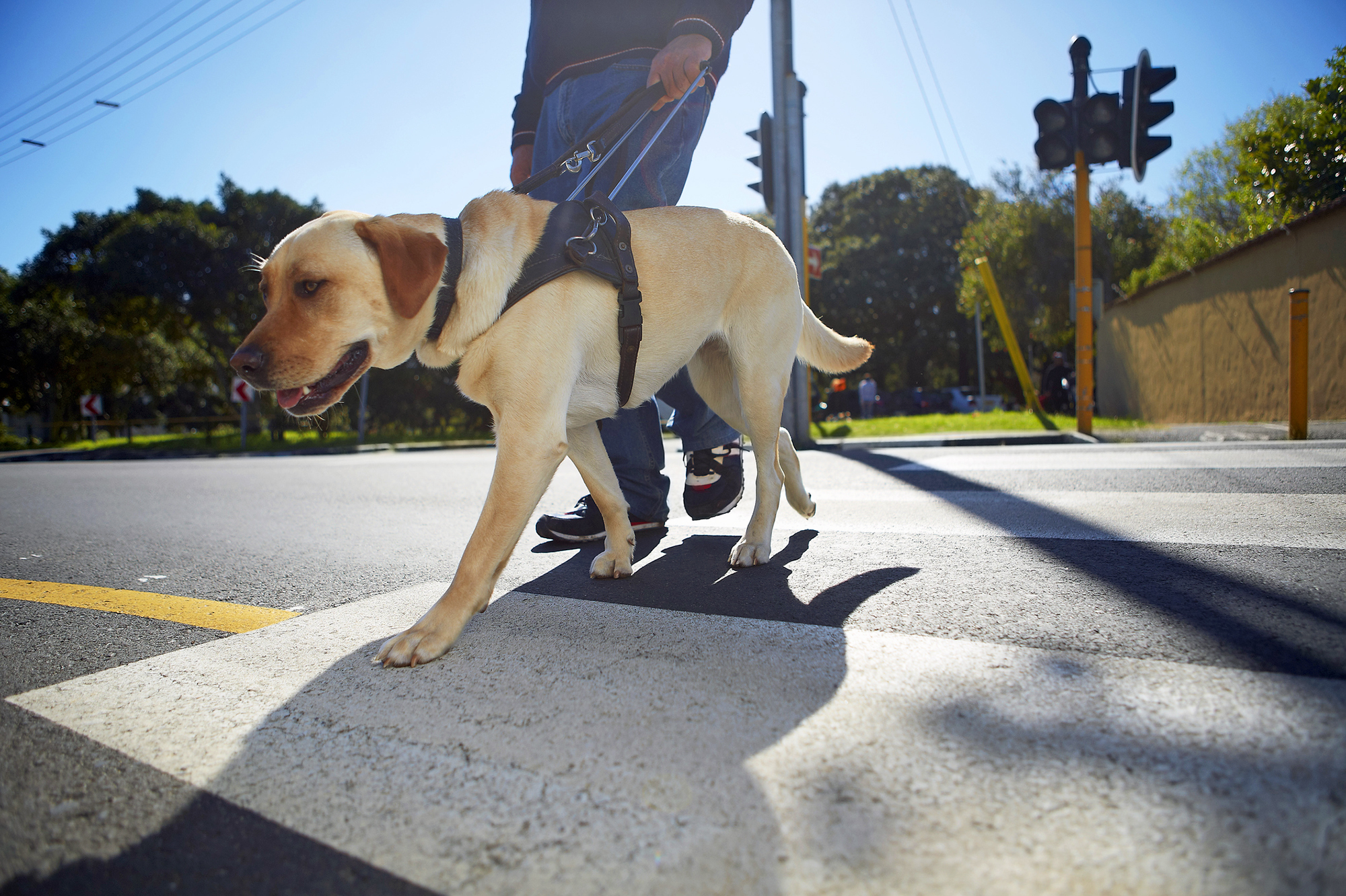 New research found a link between how puppies interact with their mothers and how they perform in guide dog training. (Westend61/Getty Images)