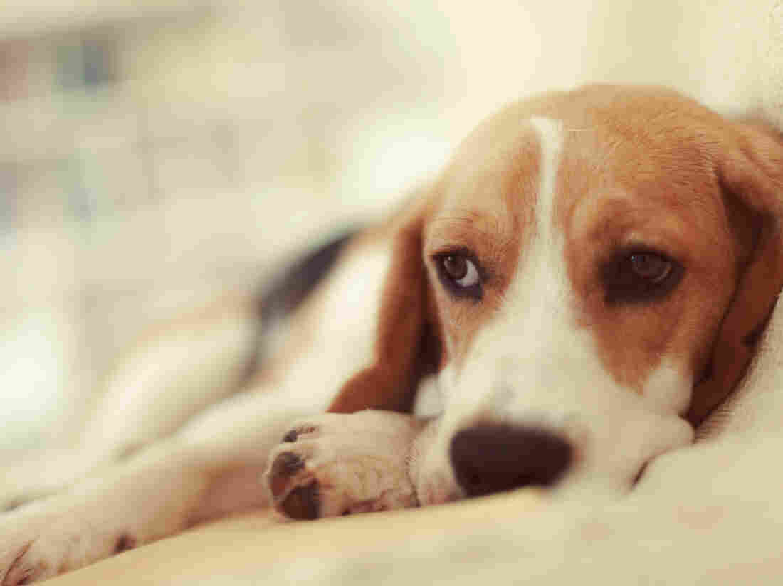 Animals can get bored, too, says Barbara J. King.