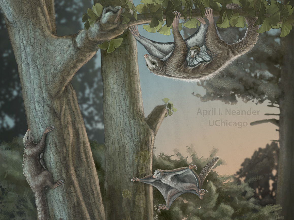 An artist's rendition of Maiopatagium in Jurassic forest. (Reconstruction by April I. Neander/UChicago)