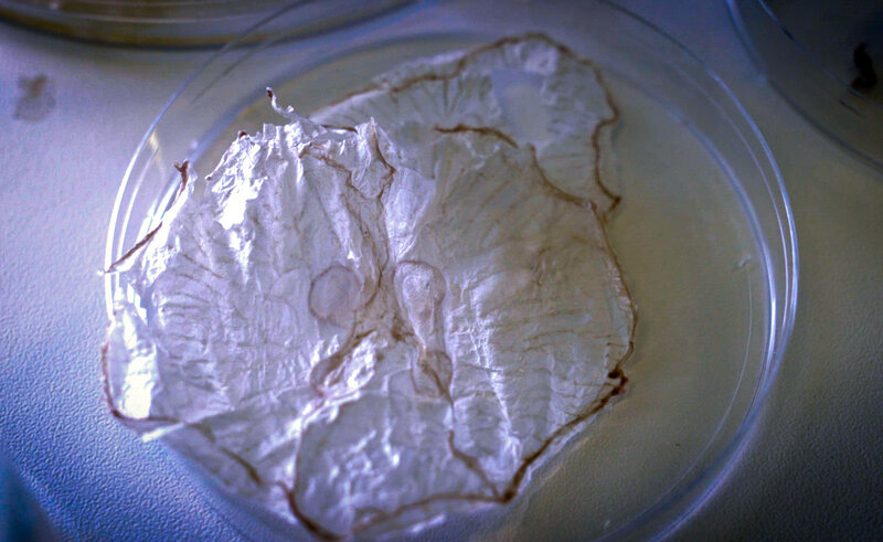 when oceans give you jellyfish blooms turn them into tasty chips