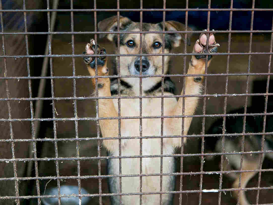 It takes more than temperament tests to ensure safe dog adoptions, says Alva Noe.