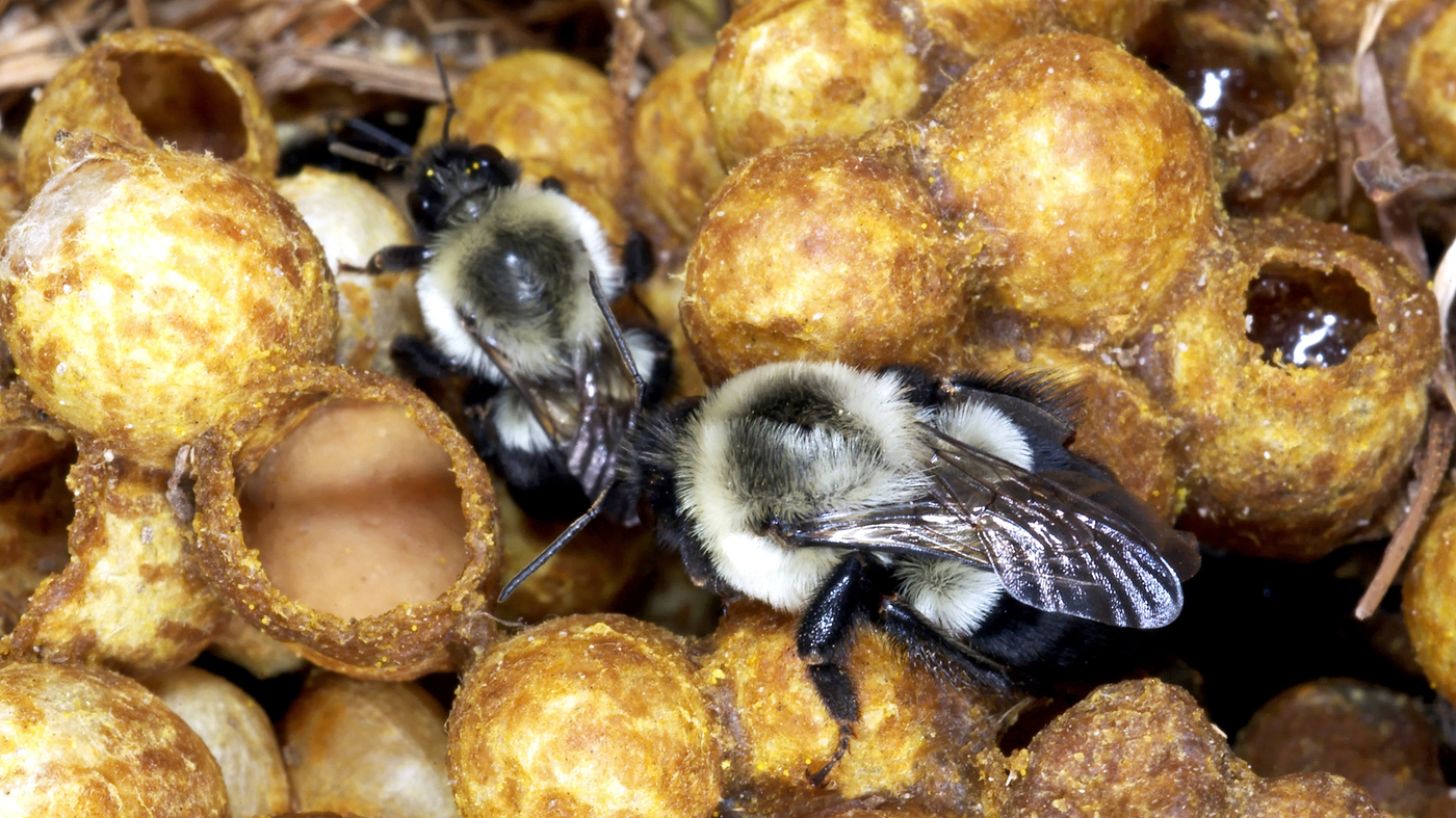 Bee wide 710af57bef8fb4b86fe2a80e7c0d953a5050f3a7
