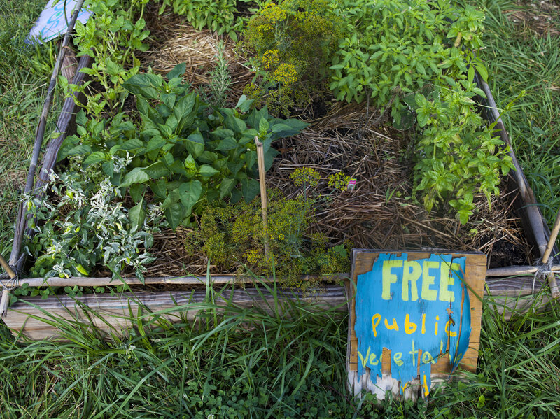 How My Little Community Garden Plot Went From Flop To Flourish