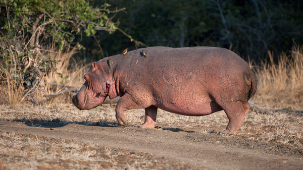 A hippo walks through the South Luangwa National Park in eastern Zambia, where an anthrax outbreak occurred in 2011.