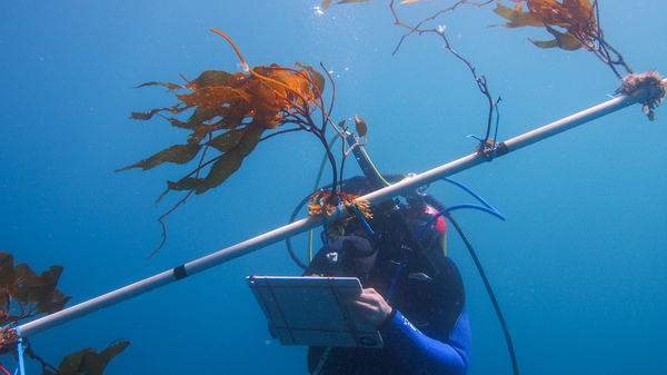 Kelp plants grow on a 30-foot-long, white PVC pole suspended in the water. If this is successful, instead of just one row, there would be a whole platform, hundreds of meters across and hundreds of meters deep, full of kelp plants.