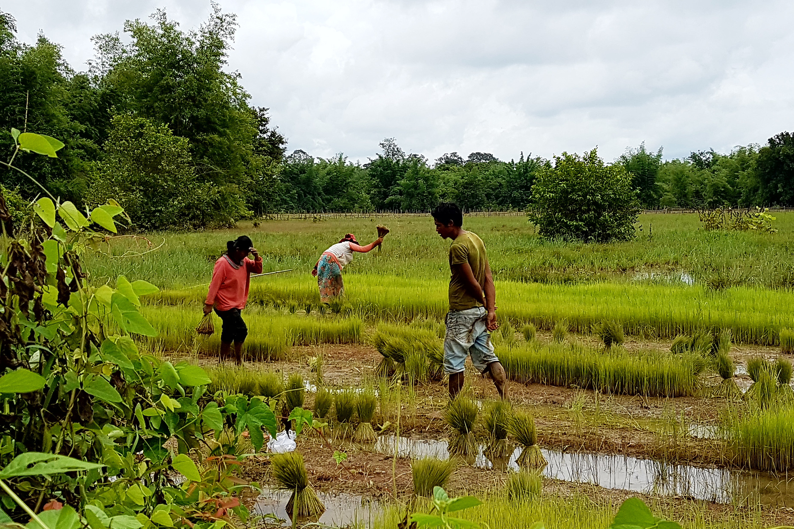 Villagers plant rice in Srekor village. Most residents of the village — which will be submerged when a new dam starts up — have been relocated. (Michael Sullivan for NPR)