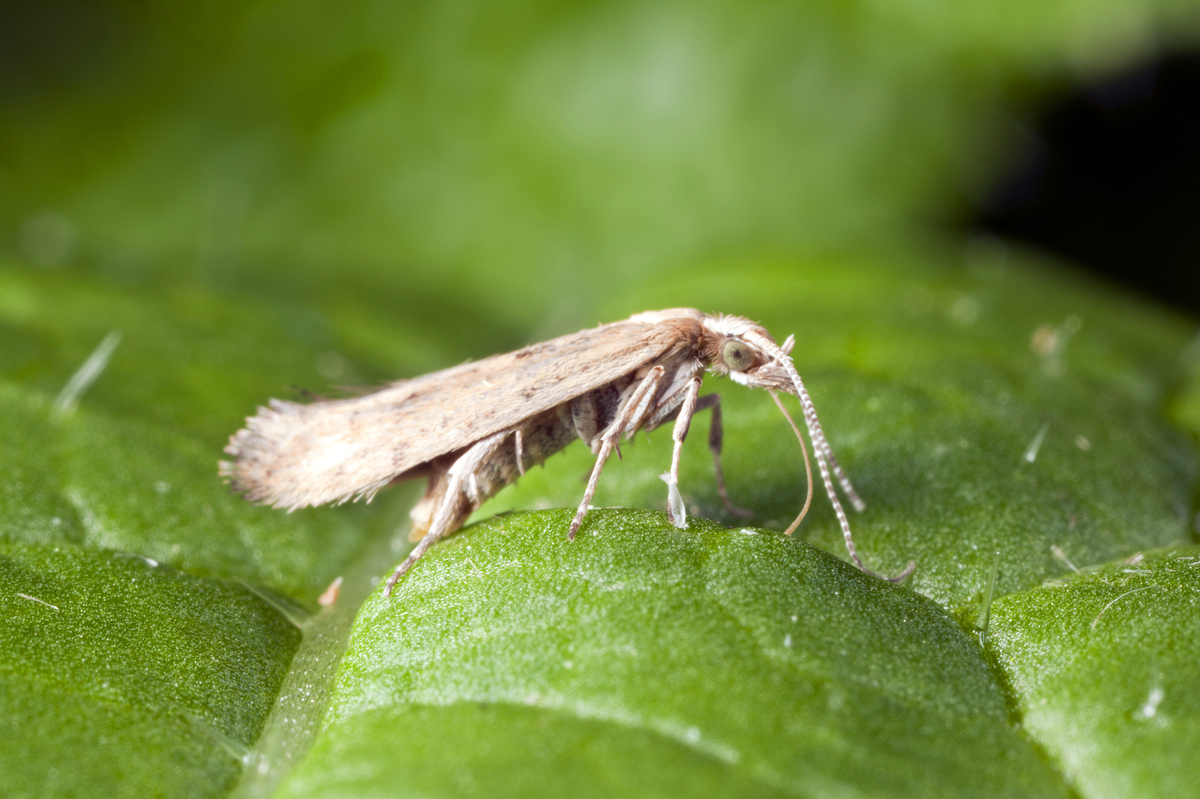 Scientists Try To Fight Crop Damage With An Invasive Moth's Own DNA
