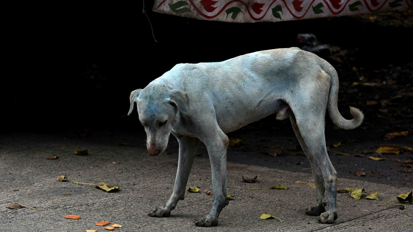 Dog House French Translation Dog House French Translation