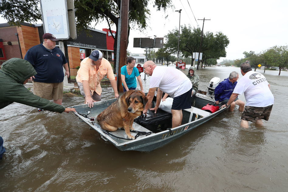 Dog Rescues In Corpus Christi Dog Rescues In Corpus Christi