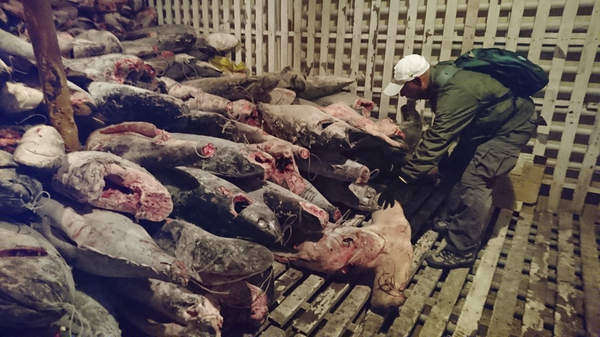 These dead sharks were discovered aboard a Chinese-flagged vessel found off Ecuador earlier this month with some 300 tons of marine species, several of which are in danger of extinction.