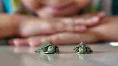 Why The Toxin Trouble With Tiny Turtles Continues