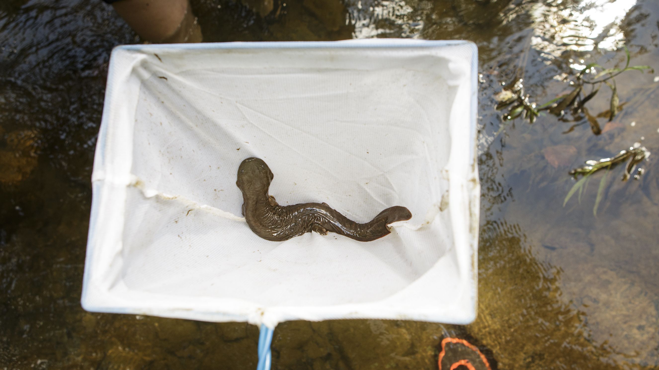VIDEO: Snot Otters Get A Second Chance In Ohio : NPR