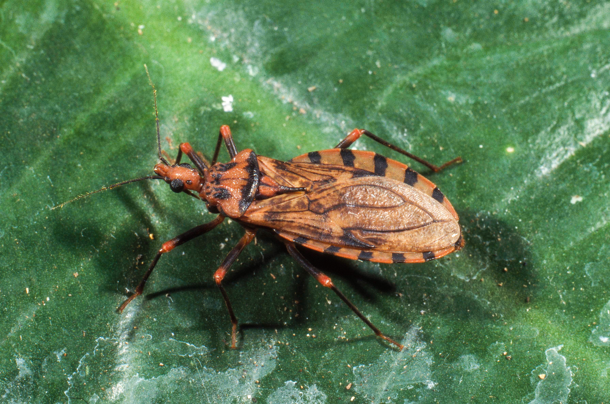 The blood-sucking conenose assassin bug (<em>Triatoma sanguisuga</em>) is also called a &quot;kissing bug&quot; because of its tendency to bite human faces. It feeds on human blood and is the vector of the parasite <em>Trypanosoma cruzi</em>, which causes Chagas disease. (Ray Coleman/Science Source)