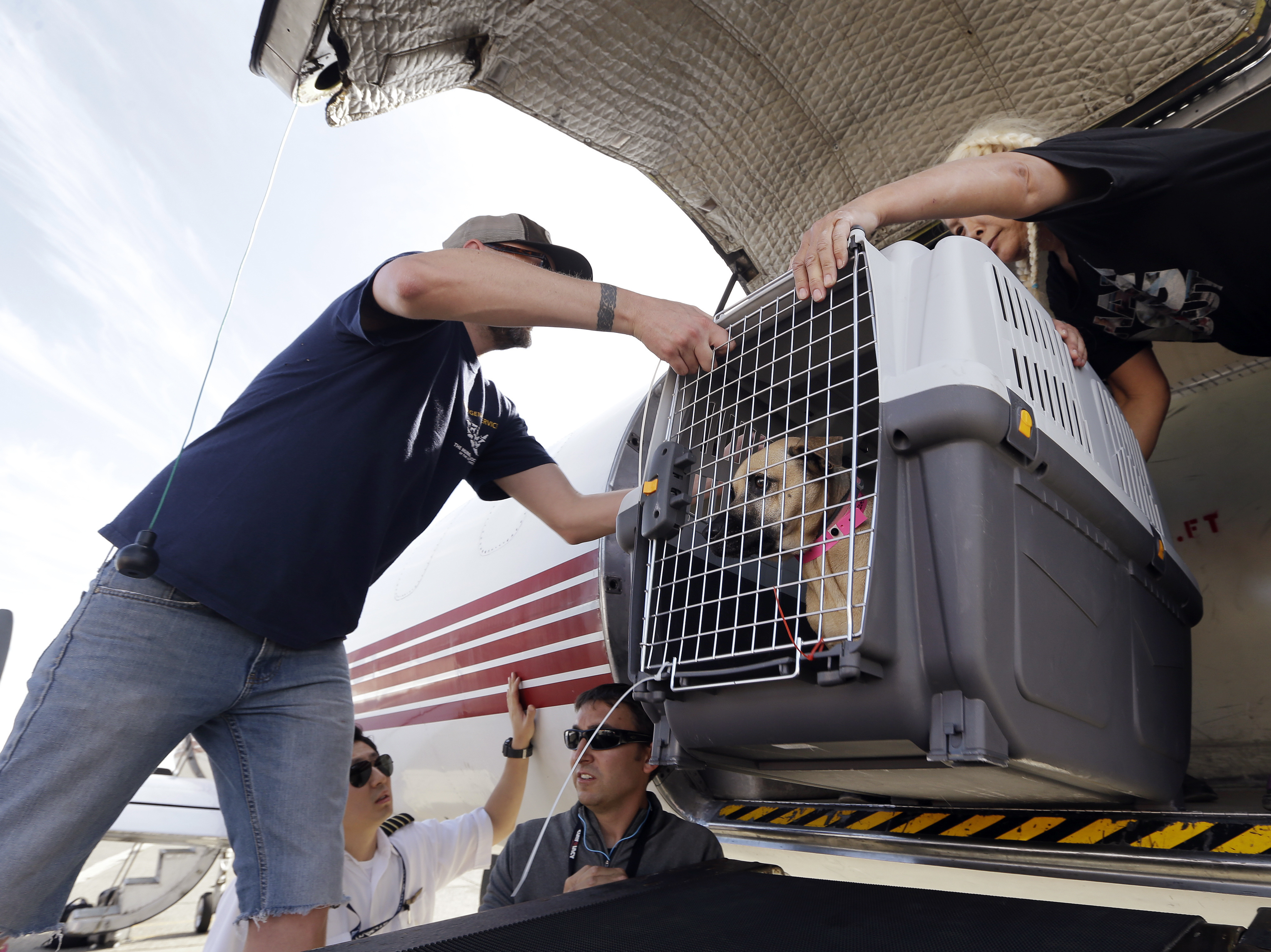 From hawk to horse: Animal rescues during Hurricane Harvey