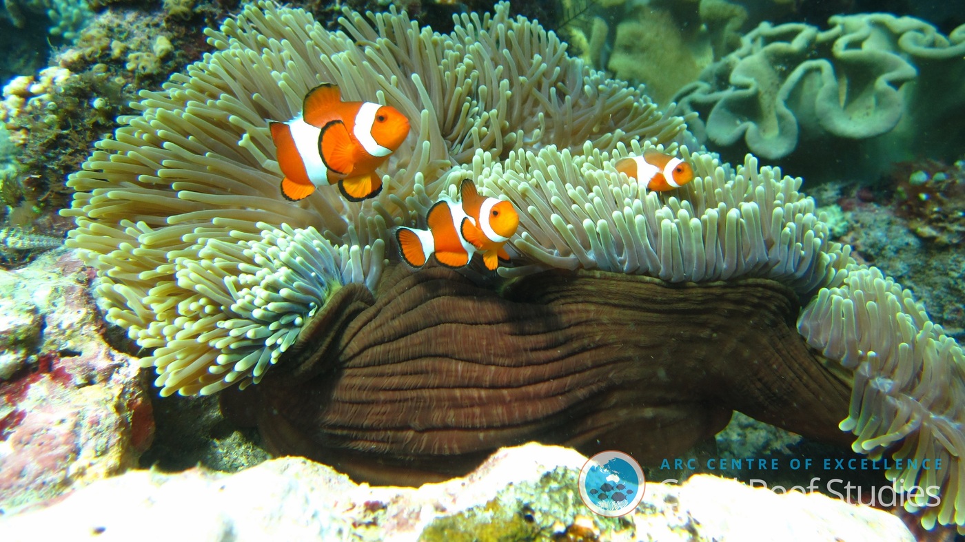 Best Coral Food Best Coral Food