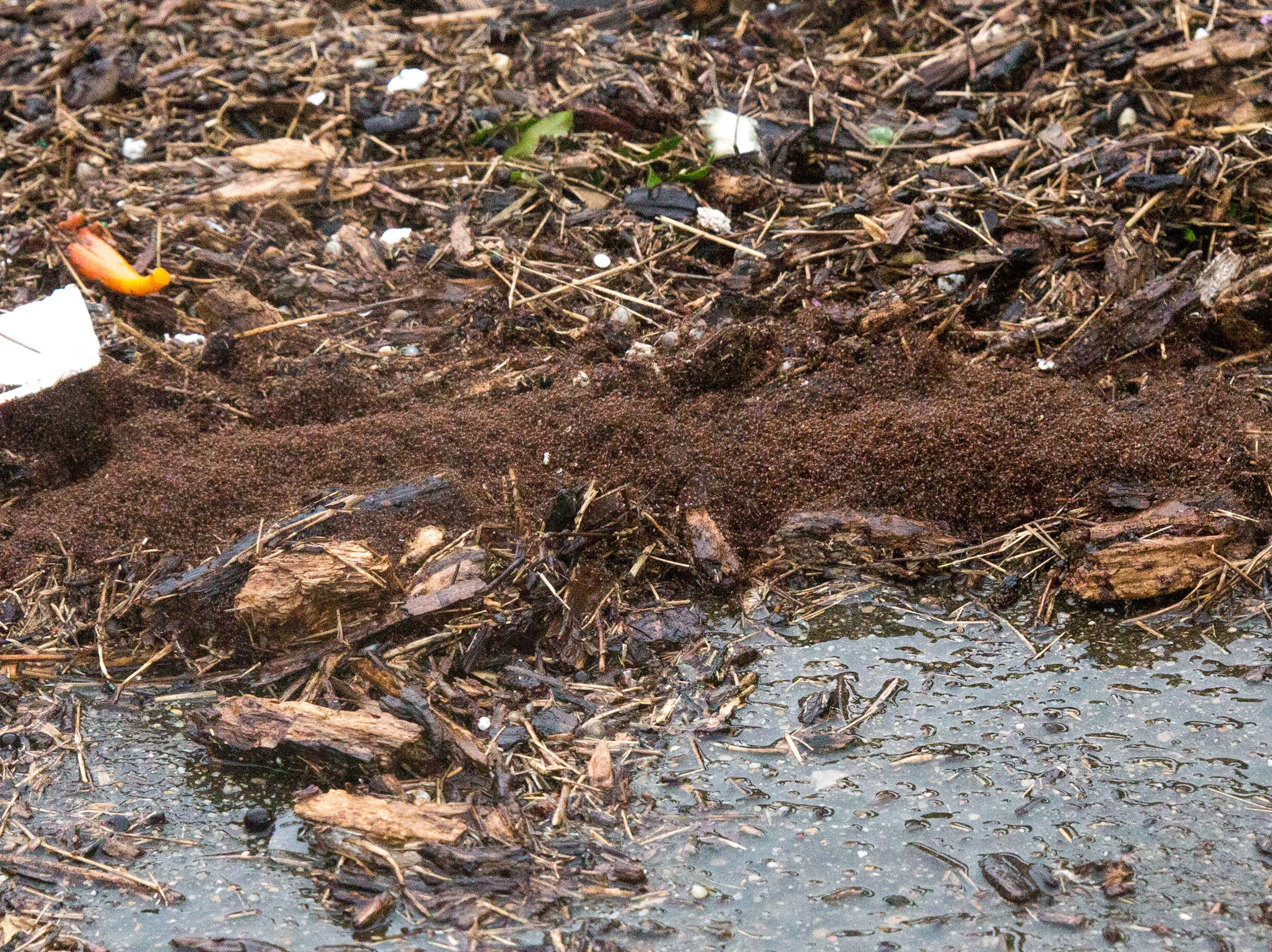What to do when facing a floating raft of fire ants in Harvey's floodwaters