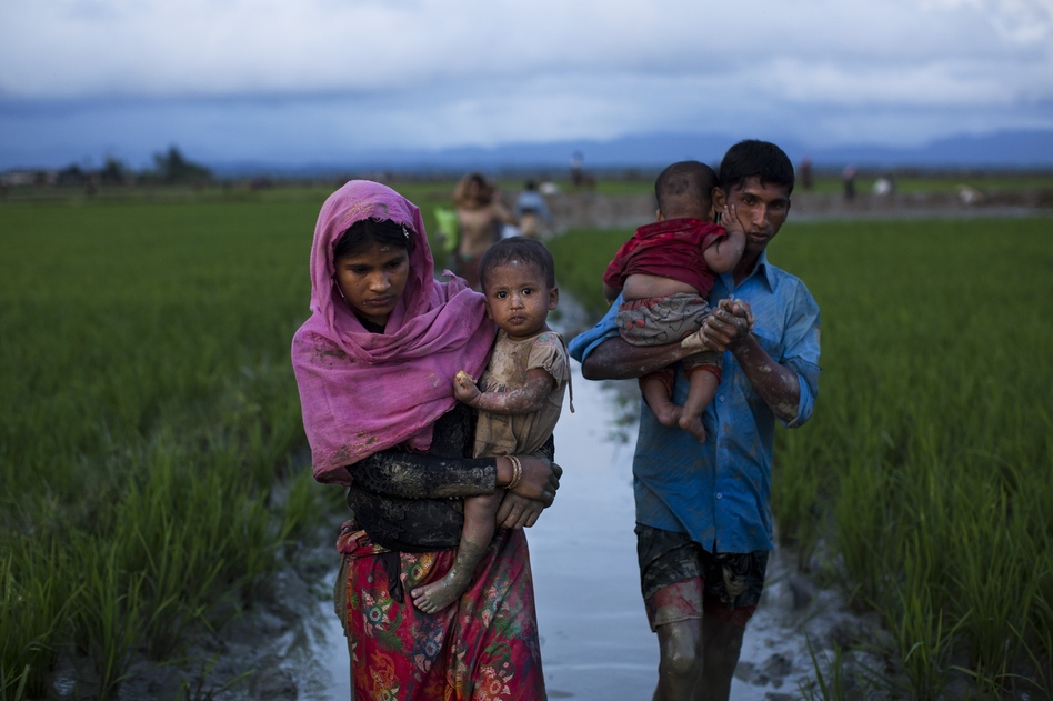 Members of Myanmar's ethnic Rohingya minority trek through rice fields after crossing the border into Bangladesh on Friday. Myanmar's military says nearly 400 people have died in violence in the western state of Rakhine. (Bernat Armangue/AP)