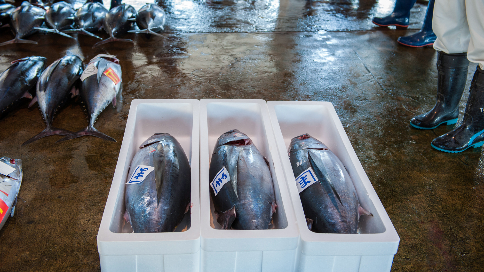 Pacific bluefin tuna for sale at the tuna market in Katsuura on the Kii Peninsula, the premium tuna auction in Japan. The new agreement to protect the tuna is aimed at putting the species on a path to recovery.