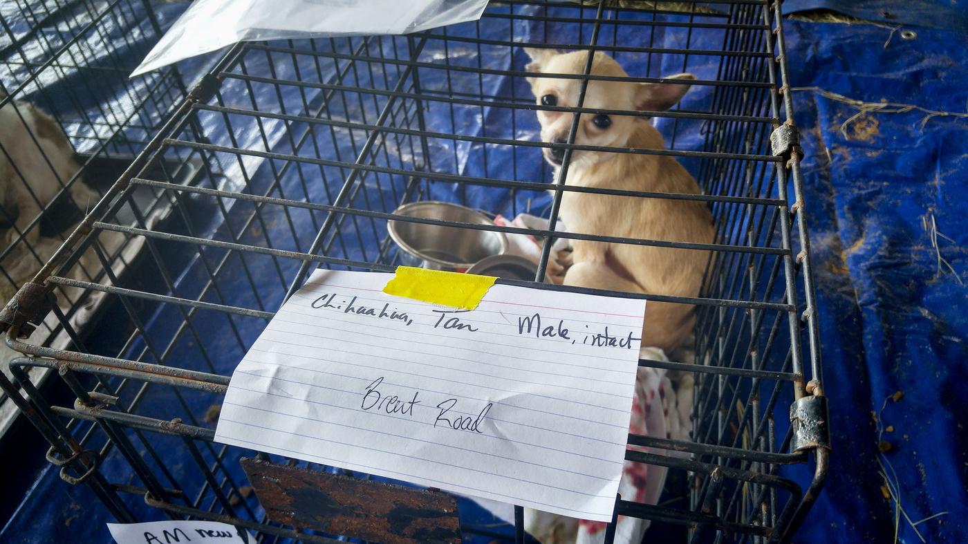 From Pets To Livestock Lost Animals Rounded Up In Beaumont s