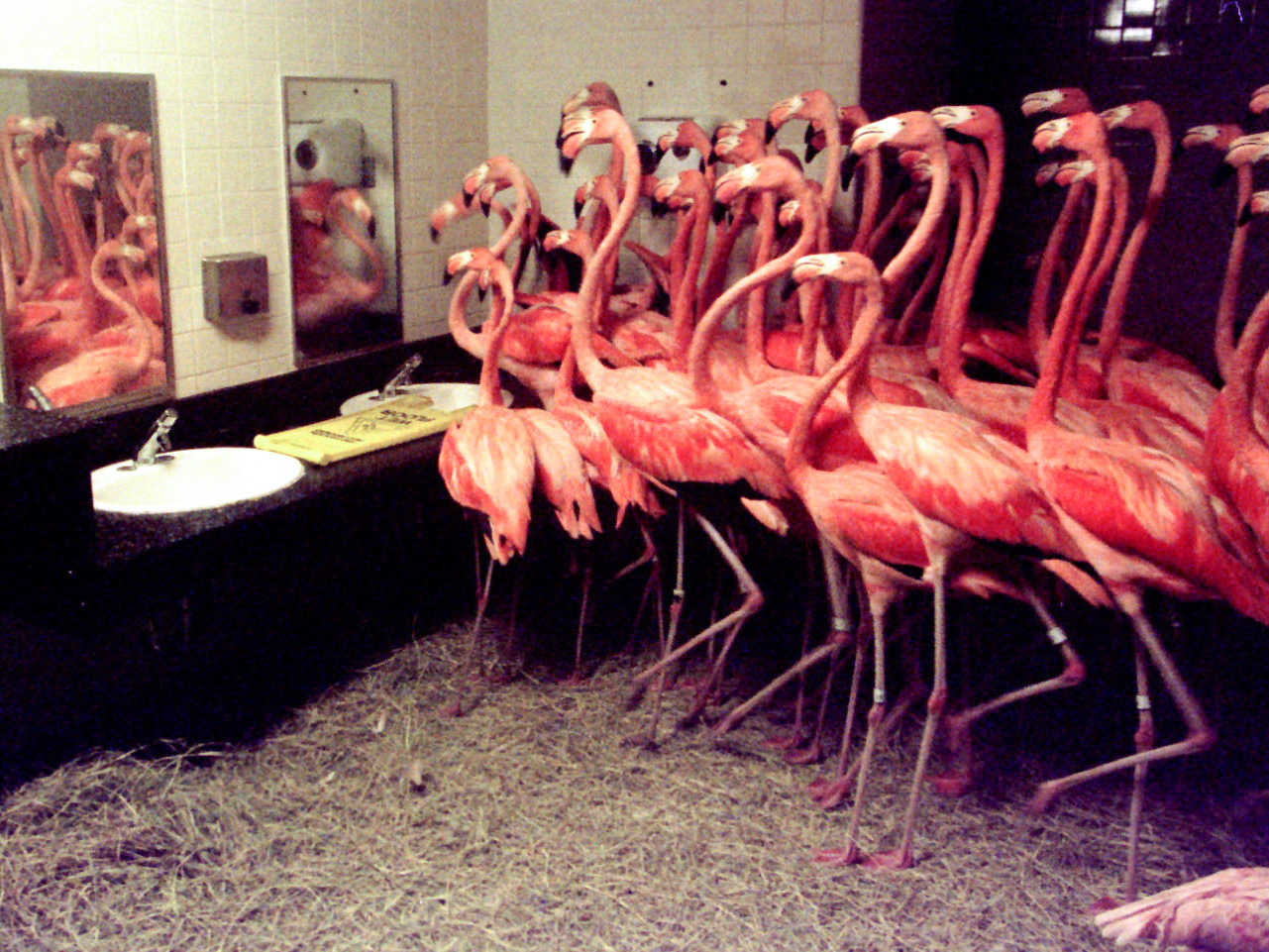 Flamingos In The Men's Room How Zoos And Aquariums Handle Hurricanes