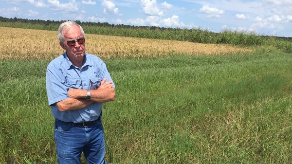 Rice farmer John Gaulding wades through the roughly 8 inches of water still filling his fields in rural Hamshire, Texas. At its worst, he says, the water was as high as 30-36 inches.