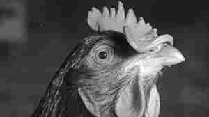 'Big Chicken': The Medical Mystery That Traced Back To Slaughterhouse Workers