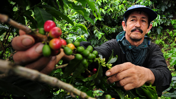 A coffee farmer picks fresh coffee cherries in Colombia. New climate research suggests Latin America faces major declines in coffee-growing regions, as well as bees, which help coffee to grow.