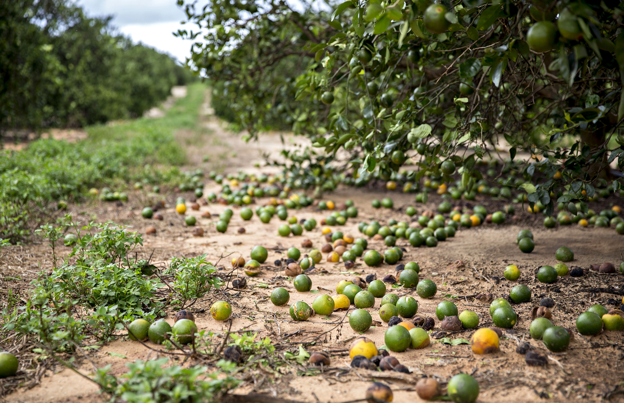 Florida's Farmers Look At Irma's Damage 'Probably The Worst We've Seen