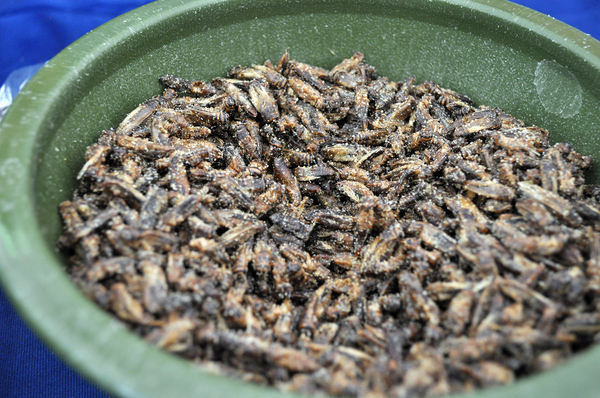 Festivalgoers could try crickets from Aketta, an edible insect company based in Austin, Texas. The crickets come in a variety of flavors, such as spicy hot, sour cream and onion, and Texas BBQ.