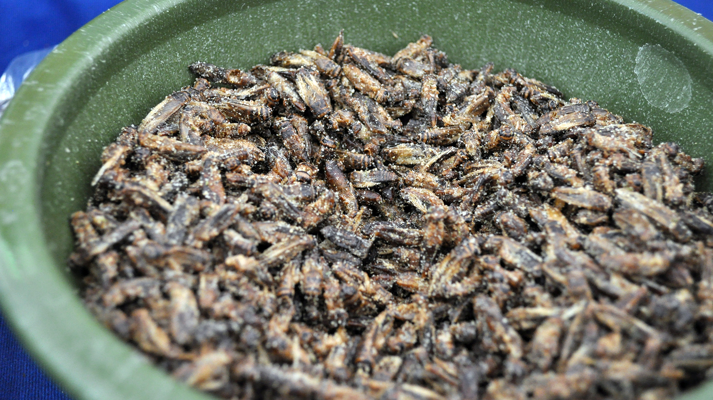 Crickets by aketta wide 87afb8f6b7d2359c8558e91bc120129f5166805b