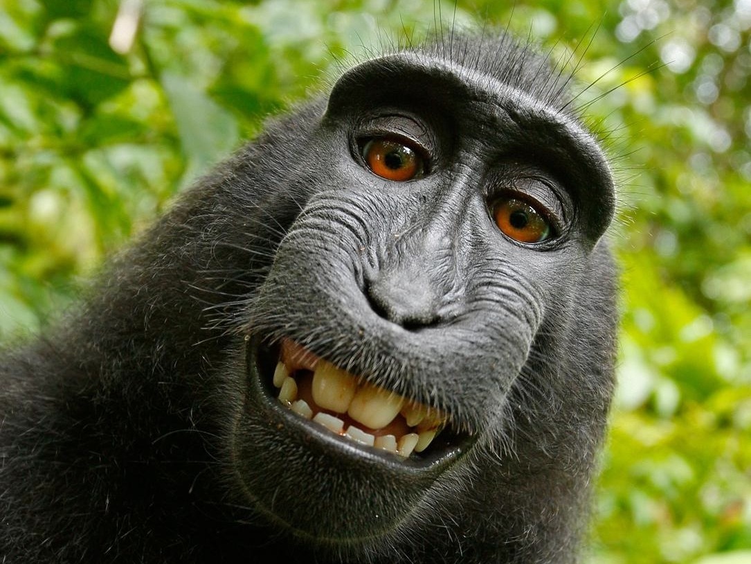 Portrait of a Baby Orangutan. Close-up. Indonesia. the Island of