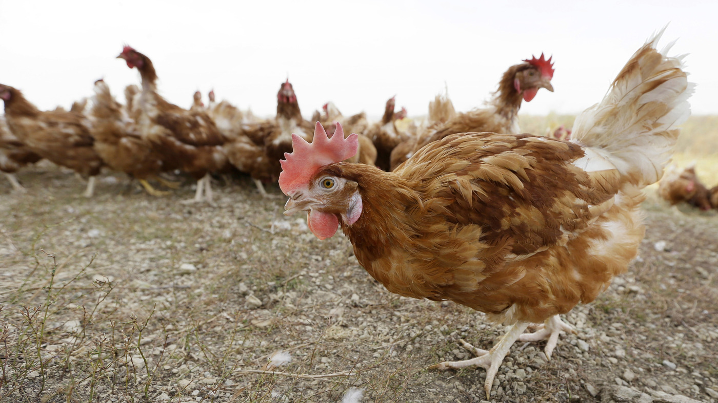Organic Industry Sues USDA To Push For Animal Welfare Rules