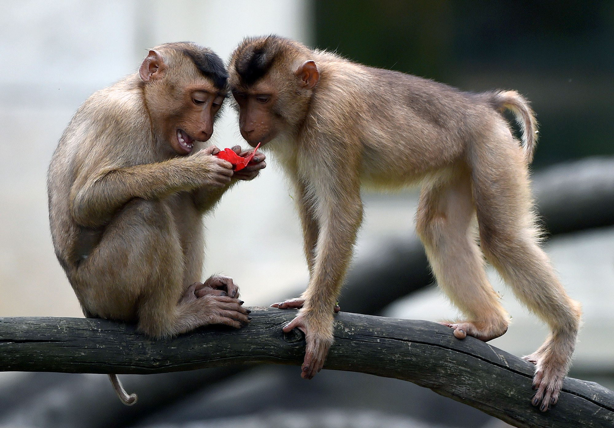Scientists Push To House More Lab Monkeys In Pairs | NPR & Houston ...