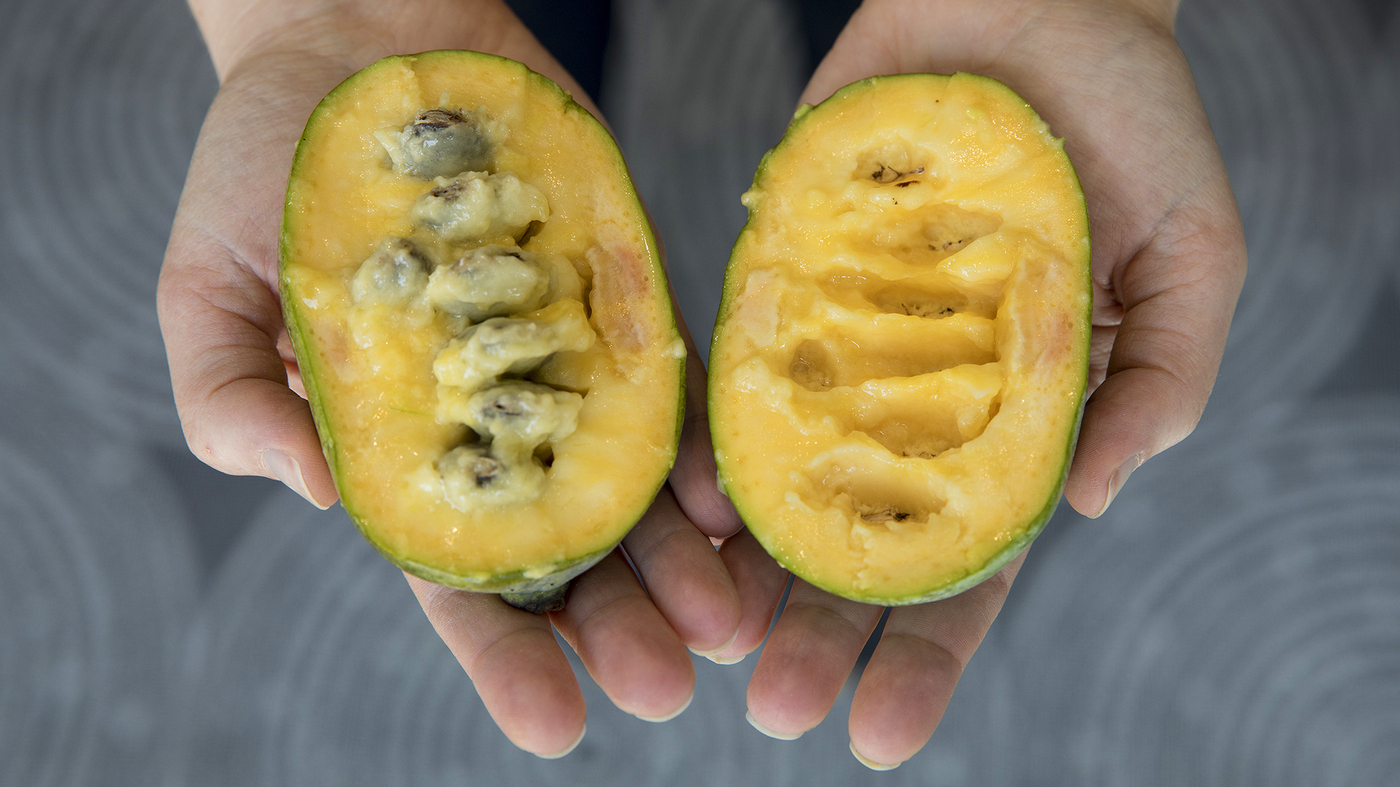 This Once Obscure Fruit Is On Its Way To Becoming Pawpaw Pawpular The Salt Npr 2621