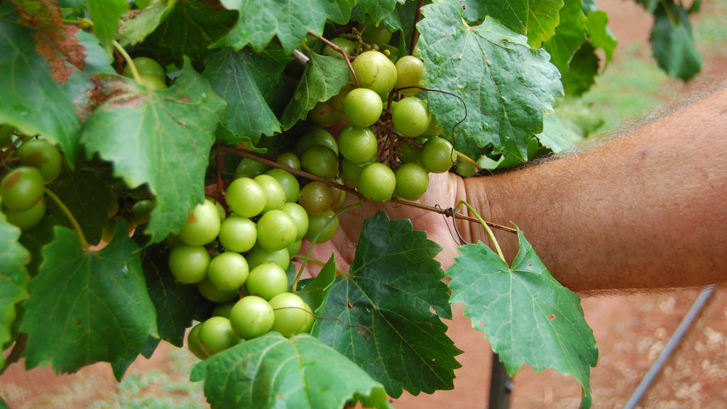Muscadines May Be The Best Grapes You've Never Tasted The Salt NPR
